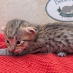 Savannah-Male-Kitten-F-4SBT-b