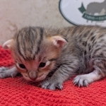 Savannah-Male-Kitten-F-4SBT-c