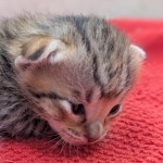 Savannah-Male-Kitten-F-4SBT-d