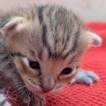 Savannah-Male-Kitten-F-4SBT