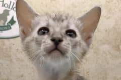 Savannah F-4SBT Silver Male DOB 4-10-23