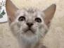 Savannah F-4SBT Silver Male DOB 4-10-23