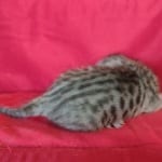 Savannah F-4SBT Silver Male DOB 4-10-23