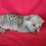 Savannah F-4SBT Silver Male DOB 4-10-23