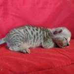 Savannah F-4SBT Silver Male DOB 4-10-23