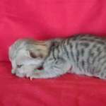 Savannah F-4SBT Silver Male DOB 4-10-23