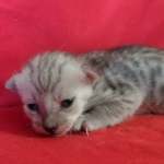 Savannah F-4SBT Silver Male DOB 4-10-23