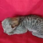 Savannah F-4SBT Silver Male DOB 4-10-23