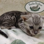 Savannah F-4SBT Silver Male DOB 4-10-23