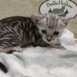 Savannah F-4SBT Silver Male DOB 4-10-23