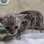 Savannah F-4SBT Silver Male DOB 4-10-23