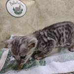 Savannah F-4SBT Silver Male DOB 4-10-23