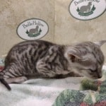 Savannah F-4SBT Silver Male DOB 4-10-23