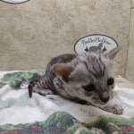 Savannah F-4SBT Silver Male DOB 4-10-23