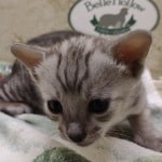 Savannah F-4SBT Silver Male DOB 4-10-23