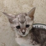 Savannah F-4SBT Silver Male DOB 4-10-23