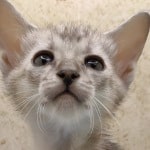 Savannah F-4SBT Silver Male DOB 4-10-23