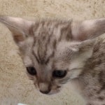 Savannah F-4SBT Silver Male DOB 4-10-23