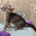 Savannah F-4SBT Silver Male DOB 4-10-23