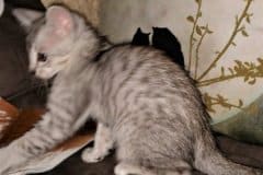 Salvador Savannah F-4SBT silver Male DOB 3-31-19