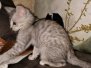 Salvador Savannah F-4SBT silver Male DOB 3-31-19
