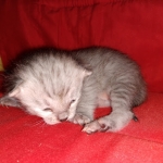 Savannah, silver, F-4, SBT, Male DOB 40-3-19