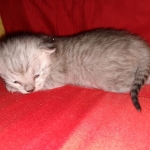 Savannah, silver, F-4, SBT, Male DOB 40-3-19