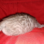 Savannah, silver, F-4, SBT, Male DOB 40-3-19