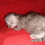 Savannah, silver, F-4, SBT, Male DOB 40-3-19