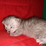 Savannah, silver, F-4, SBT, Male DOB 40-3-19