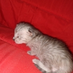 Savannah, silver, F-4, SBT, Male DOB 40-3-19