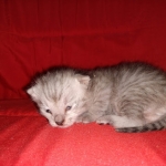 Savannah, silver, F-4, SBT, Male DOB 40-3-19