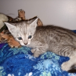 Savannah, silver, F-4, SBT, Male DOB 40-3-19