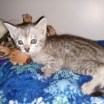 Savannah, silver, F-4, SBT, Male DOB 40-3-19