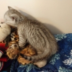 Savannah, silver, F-4, SBT, Male DOB 40-3-19