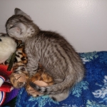 Savannah, silver, F-4, SBT, Male DOB 40-3-19