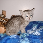 Savannah, silver, F-4, SBT, Male DOB 40-3-19