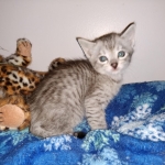 Savannah, silver, F-4, SBT, Male DOB 40-3-19