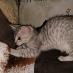 Savannah, silver, F-4, SBT, Male DOB 40-3-19