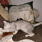 Savannah, silver, F-4, SBT, Male DOB 40-3-19