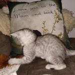 Savannah, silver, F-4, SBT, Male DOB 40-3-19