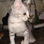 Savannah, silver, F-4, SBT, Male DOB 40-3-196