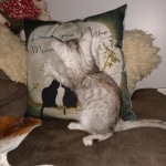 Savannah, silver, F-4, SBT, Male DOB 40-3-19