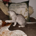 Savannah, silver, F-4, SBT, Male DOB 40-3-19