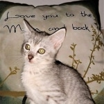 Savannah, silver, F-4, SBT, Male DOB 40-3-19