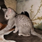 Savannah, silver, F-4, SBT, Male DOB 40-3-19