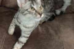 Glitter Savannah F-4SBT Silver Spotted female DOB 4-10-23