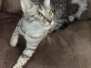 Glitter Savannah F-4SBT Silver Spotted female DOB 4-10-23