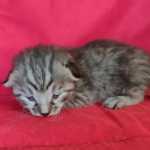 Savannah F-4SBT Silver female DOB 4-10-23