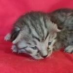 Savannah F-4SBT Silver female DOB 4-10-23